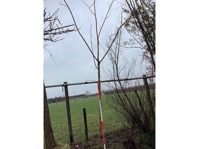 Knotwilg - vormboom - afbeelding 2 van  3