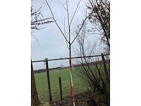 Knotwilg - vormboom - afbeelding 2 van  3