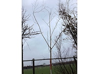 Knotwilg - vormboom - afbeelding 3 van  3