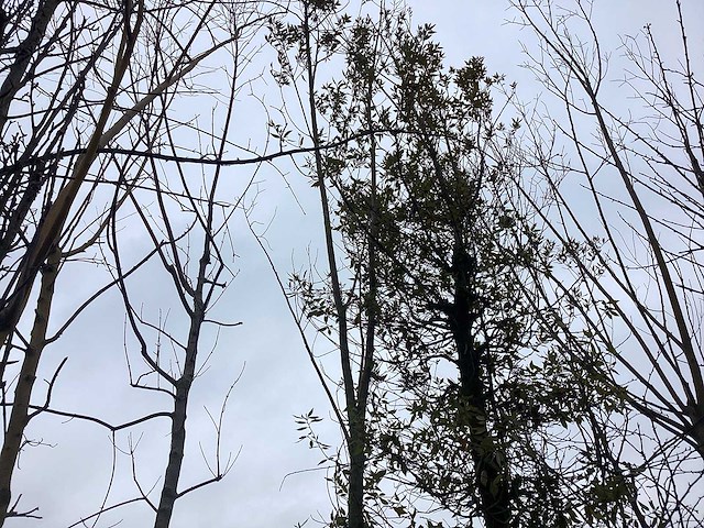 Knotwilg - vormboom - afbeelding 1 van  3