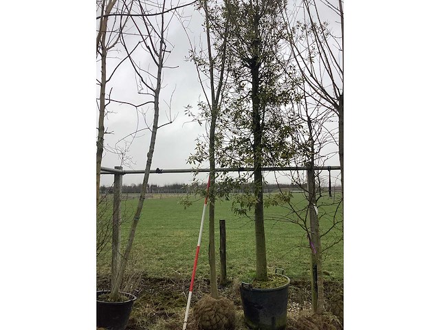 Knotwilg - vormboom - afbeelding 2 van  3