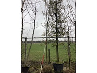 Knotwilg - vormboom - afbeelding 2 van  3