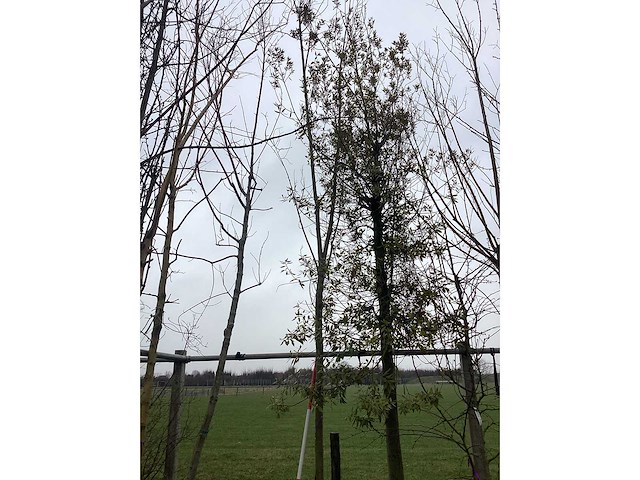 Knotwilg - vormboom - afbeelding 3 van  3