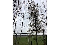 Knotwilg - vormboom - afbeelding 3 van  3