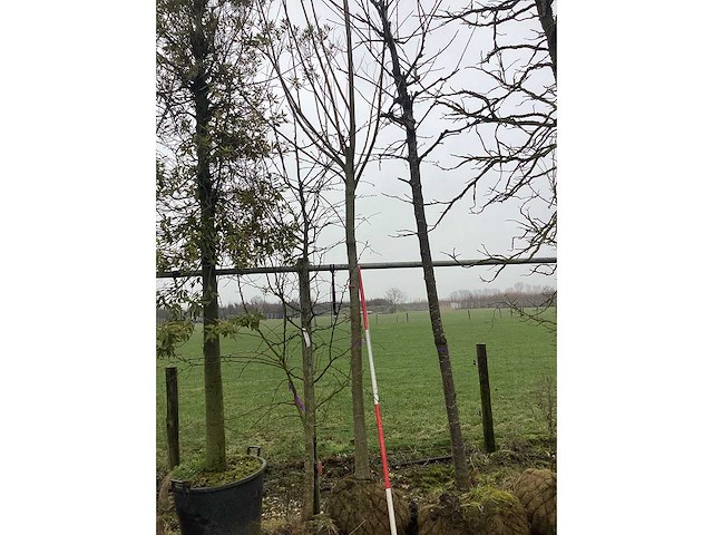 Knotwilg - vormboom - afbeelding 3 van  3