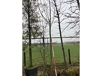 Knotwilg - vormboom - afbeelding 3 van  3