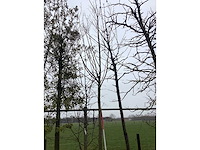 Knotwilg - vormboom - afbeelding 1 van  3