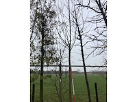 Knotwilg - vormboom - afbeelding 2 van  3