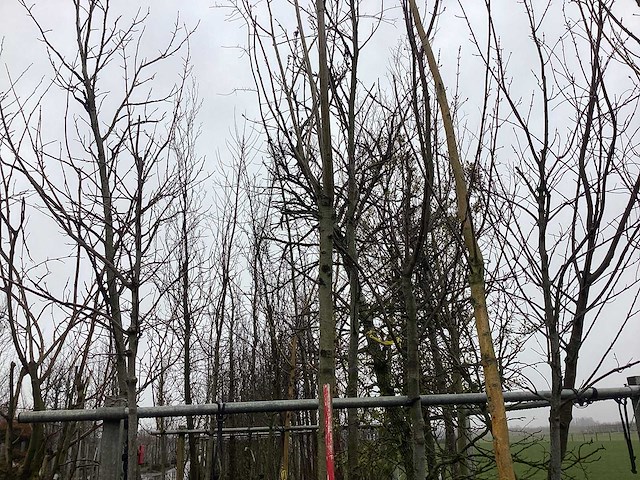 Knotwilg - vormboom - afbeelding 1 van  3