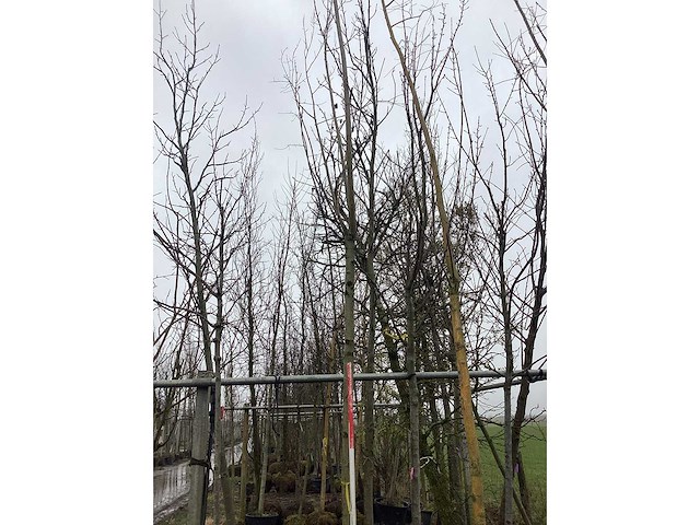 Knotwilg - vormboom - afbeelding 2 van  3