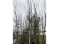 Knotwilg - vormboom - afbeelding 2 van  3