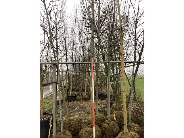 Knotwilg - vormboom - afbeelding 3 van  3