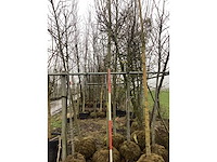 Knotwilg - vormboom - afbeelding 3 van  3