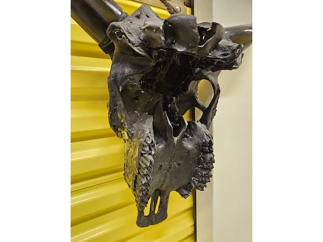 Koeienschedel decoratief, glaswerk, zwart - afbeelding 3 van  4