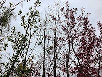 Koekjesboom - laanboom