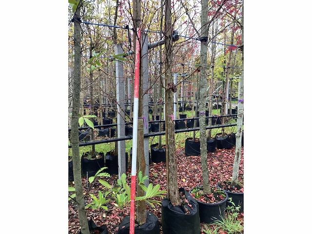 Koekjesboom - laanboom - afbeelding 3 van  3