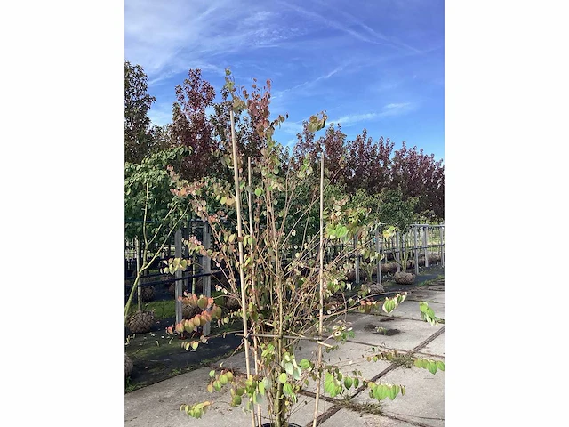 Koekjesboom - meerstammige boom - afbeelding 2 van  2