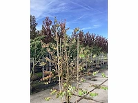 Koekjesboom - meerstammige boom - afbeelding 2 van  2