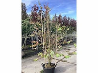 Koekjesboom - meerstammige boom