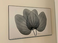 Koetsier prent op hout (5x) - afbeelding 7 van  10