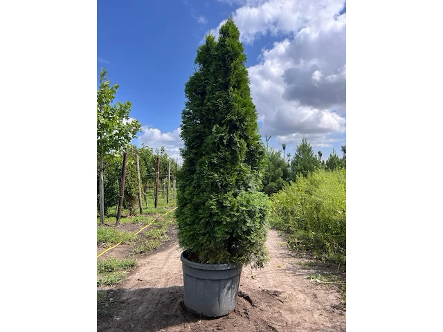 Koningsconifeer, thuja 'smaragd', zuilvorm, wintergroen, ca. 250 cm hoog - afbeelding 1 van  1