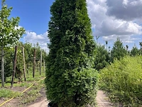 Koningsconifeer, thuja 'smaragd', zuilvorm, wintergroen, ca. 250 cm hoog