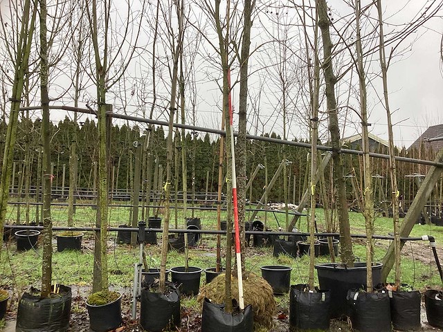 Koningslinde - laanboom - afbeelding 1 van  3