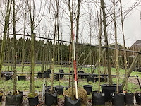 Koningslinde - laanboom - afbeelding 1 van  3