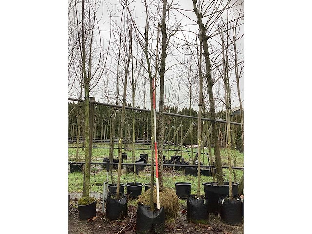 Koningslinde - laanboom - afbeelding 2 van  3