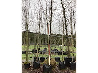 Koningslinde - laanboom - afbeelding 2 van  3