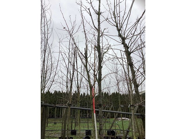 Koningslinde - laanboom - afbeelding 3 van  3