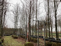 Koningslinde - parkboom - afbeelding 1 van  3