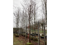 Koningslinde - parkboom - afbeelding 2 van  3