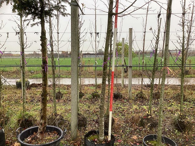 Koningslinde - sierboom - afbeelding 1 van  4