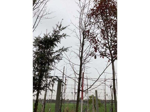 Koningslinde - sierboom - afbeelding 3 van  4