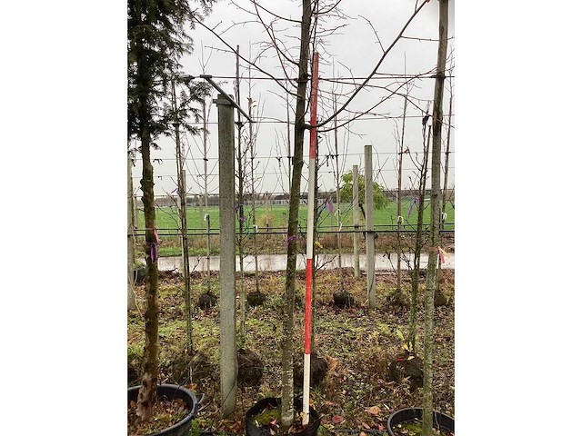 Koningslinde - sierboom - afbeelding 4 van  4