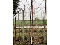 Koningslinde - sierboom - afbeelding 4 van  4