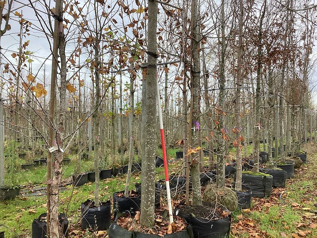 Koningslinde - sierboom - afbeelding 1 van  4