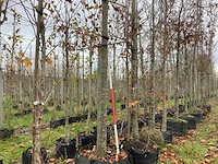 Koningslinde - sierboom - afbeelding 1 van  4