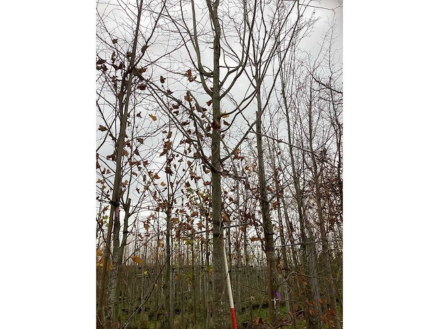 Koningslinde - sierboom - afbeelding 2 van  4