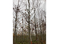 Koningslinde - sierboom - afbeelding 2 van  4