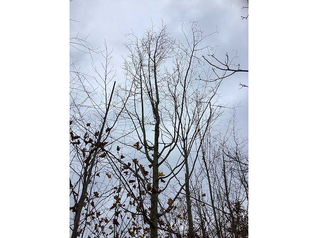 Koningslinde - sierboom - afbeelding 3 van  4