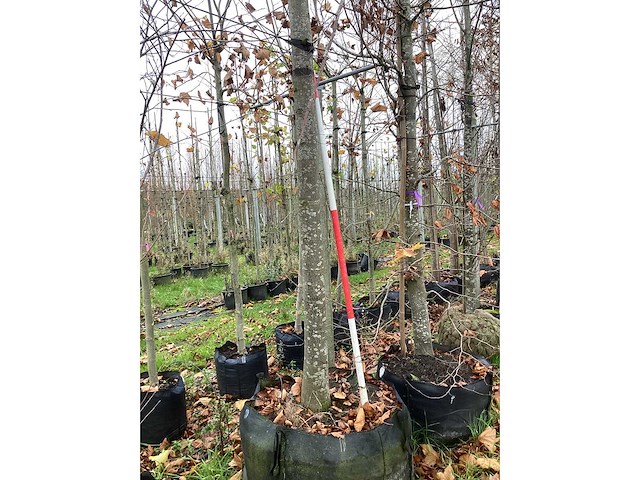 Koningslinde - sierboom - afbeelding 4 van  4