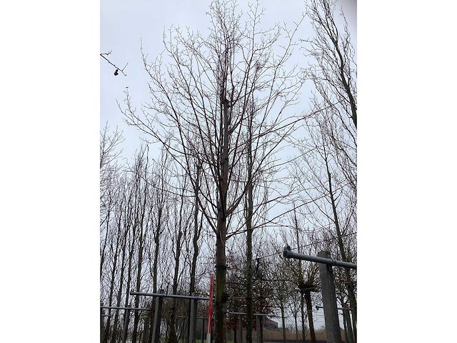 Koningslinde - sierboom - afbeelding 3 van  3