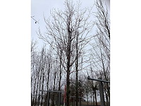 Koningslinde - sierboom - afbeelding 3 van  3