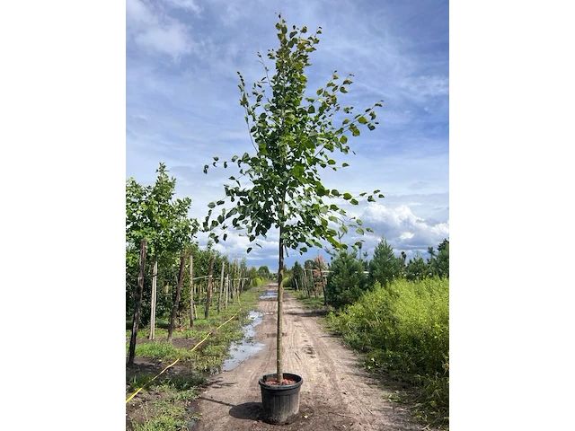 Koningslinde, tilia 'pallida', hoogstam, ca. 5 m hoog - afbeelding 1 van  1