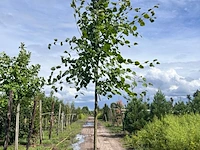 Koningslinde, tilia 'pallida', hoogstam, ca. 5 m hoog