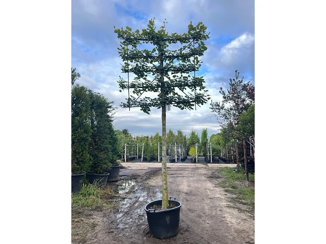 Koningslinde, tilia 'pallida', leiboom, ca. 200cm stamhoogte - afbeelding 1 van  1