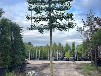Koningslinde, tilia 'pallida', leiboom, ca. 200cm stamhoogte