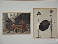 Kopergravures - afbeelding 2 van  7